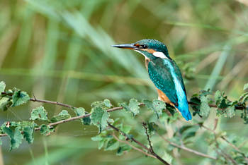 Faune des marais<br>NIKON D200, 500 mm, 200 ISO,  1/350 sec,  f : 5.6 